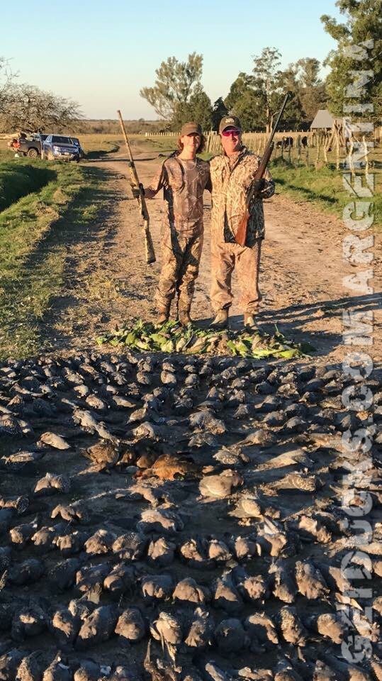 Argentina Pigeon Hunting Tours
