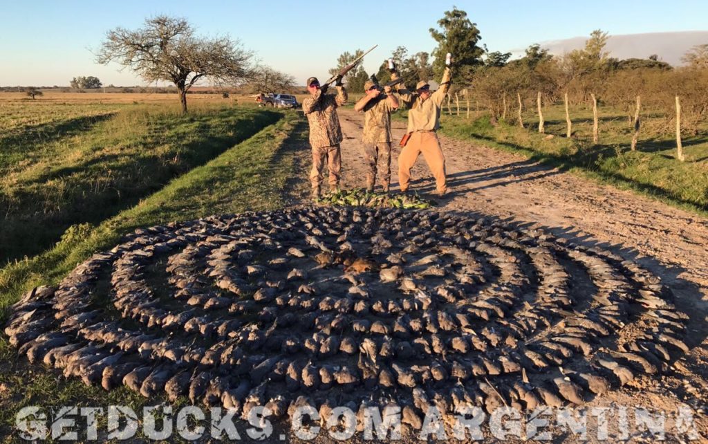 Argentina Pigeon Hunting