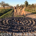 Argentina Pigeon Hunting