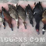 Rio Salado Argentina Duck Hunting Places