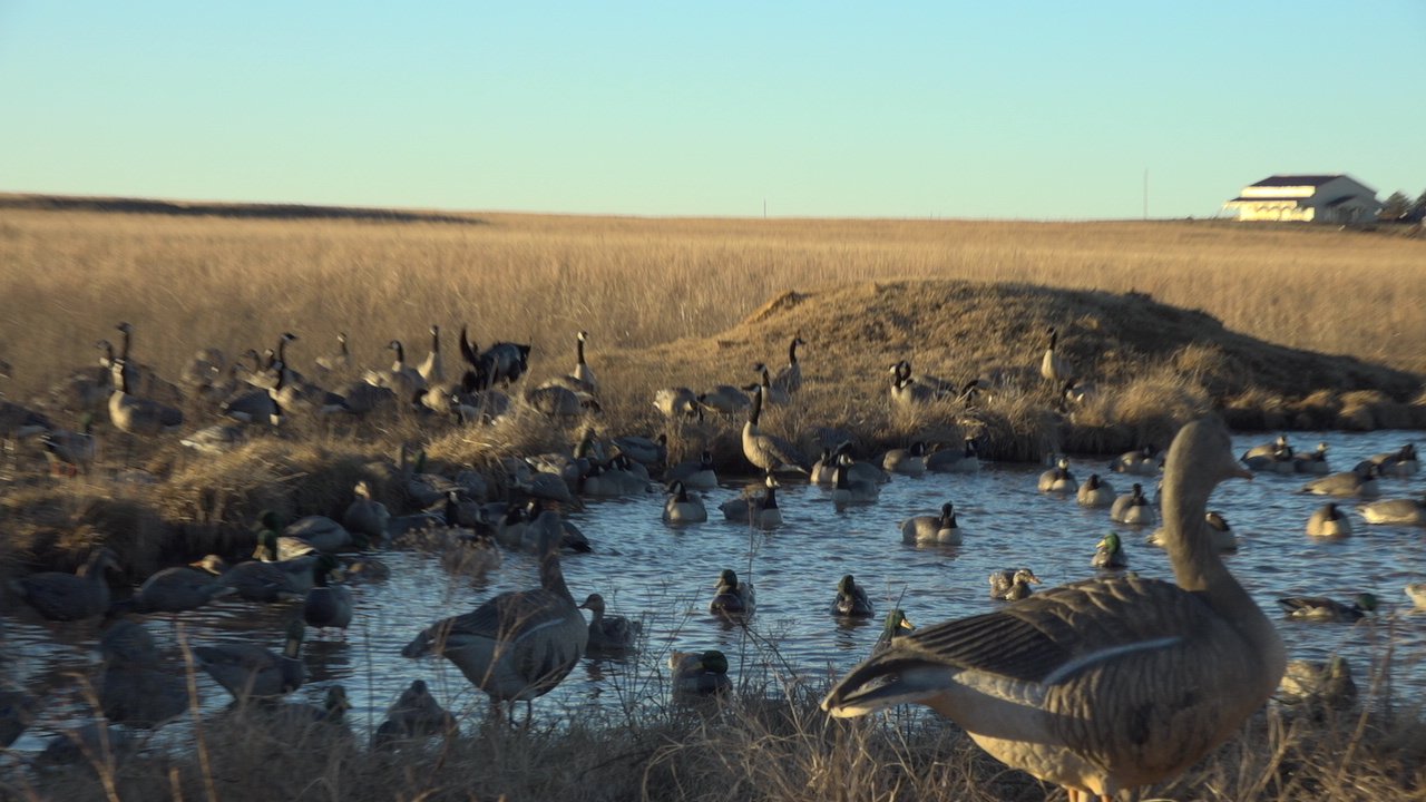 kansas goose hunting 73T01 Ramsey Russell's
