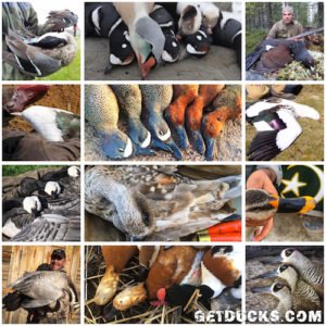 waterfowl of the world