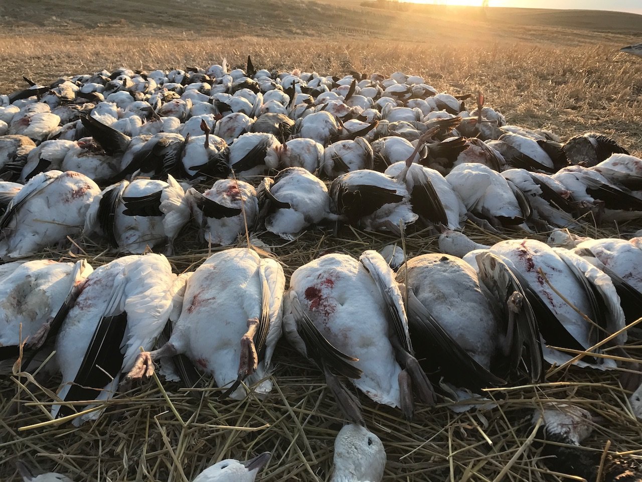arkansas spring snow goose hunting