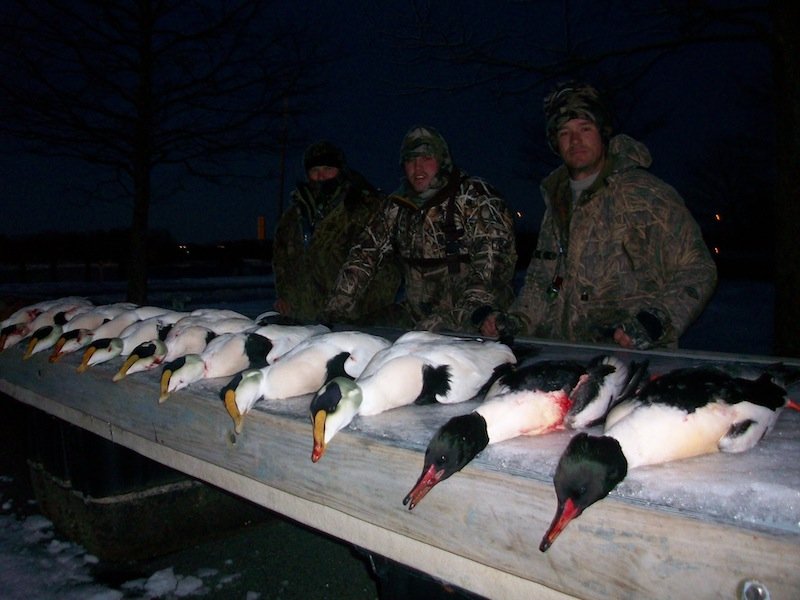 new england sea duck hunting