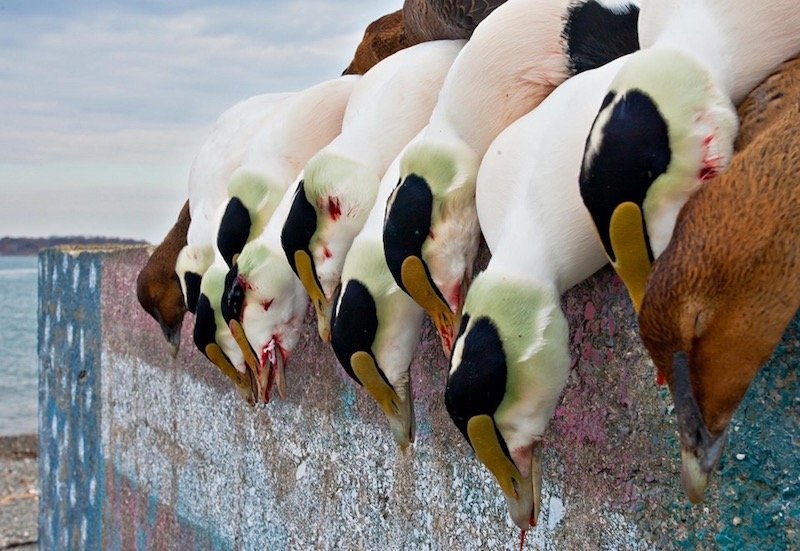 GUIDED EIDER HUNTS