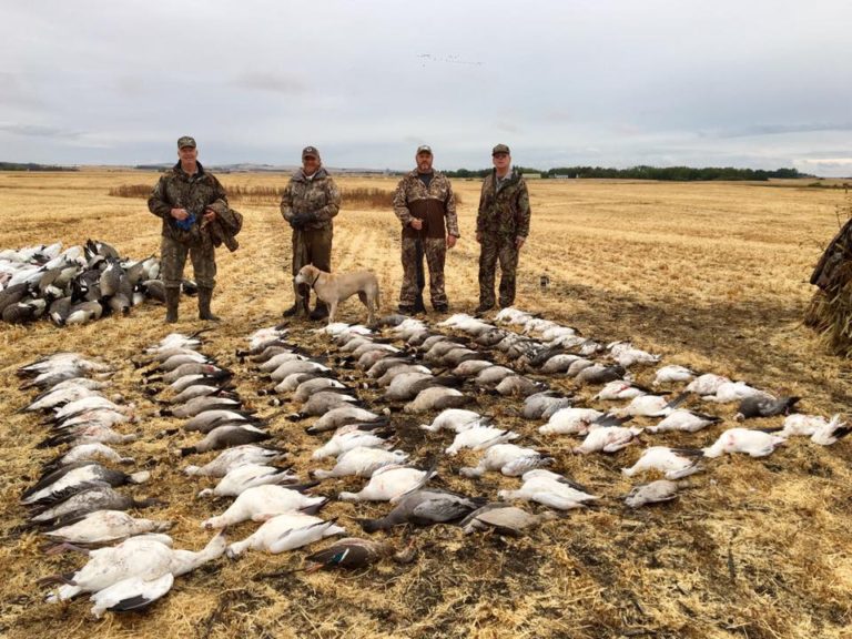 Saskatchewan Canada Goose and Duck Hunting Northern Skies Outfitter