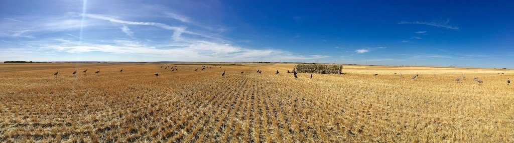 Saskatchewan Canada Goose and Duck Hunting