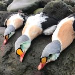 Best Alaska King Eider Hunting Trips