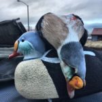 Top Alaska King Eider Hunting