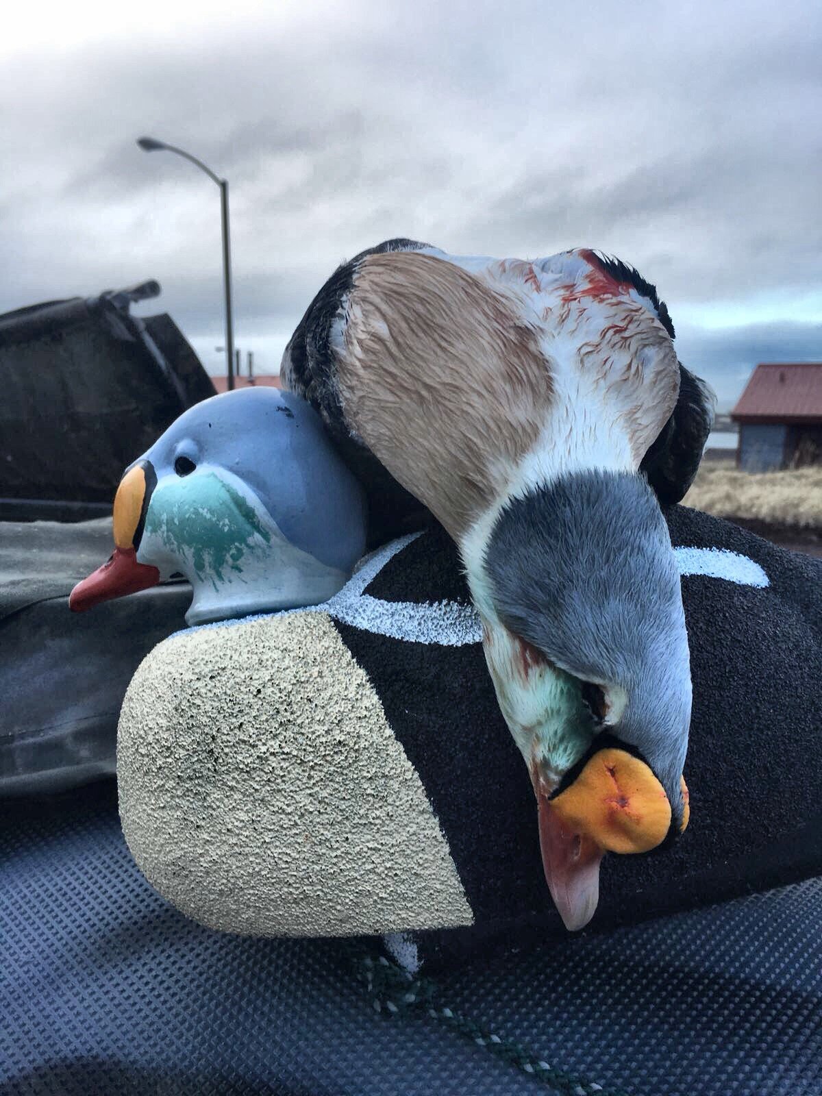 alaska king eider hunting