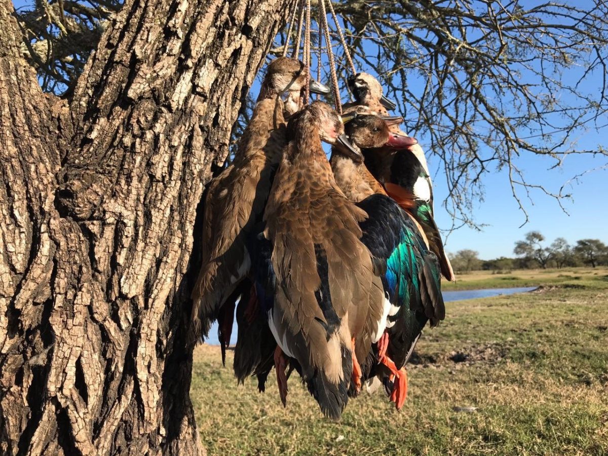 Los Ceibos Argetina Duck Hunting Scenes