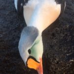 King Eider Hunting Guided Tours