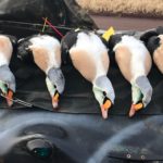 Alaska King Eider Hunting Guides