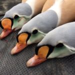 Alaska King Eider Hunting Tours