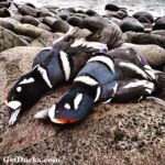 Harlequin Duck