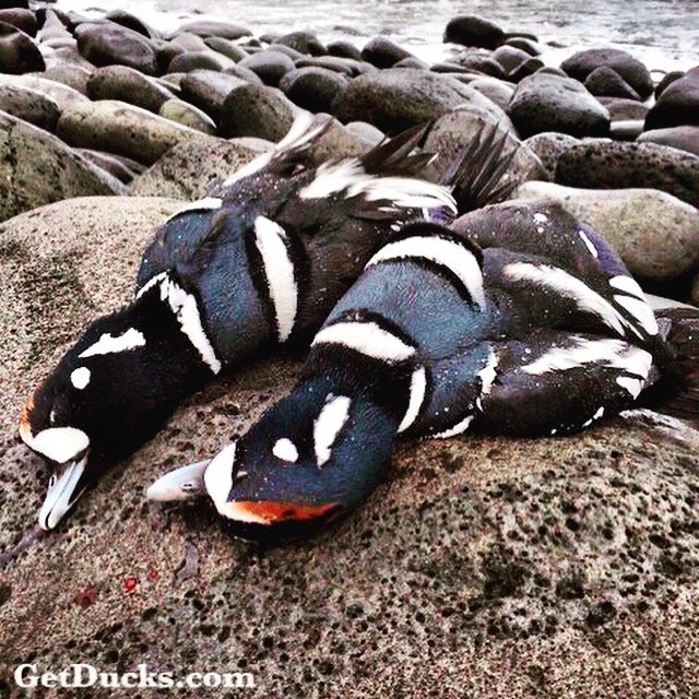 harlequin duck