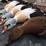 Alaska King Eider Hunting