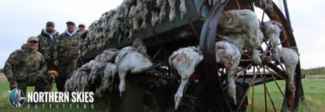 Saskatchewan Canada Goose and Duck Hunting