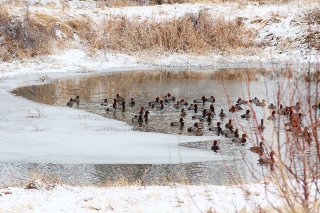 NEBRASKA DUCK HUNTING Ramsey Russell's