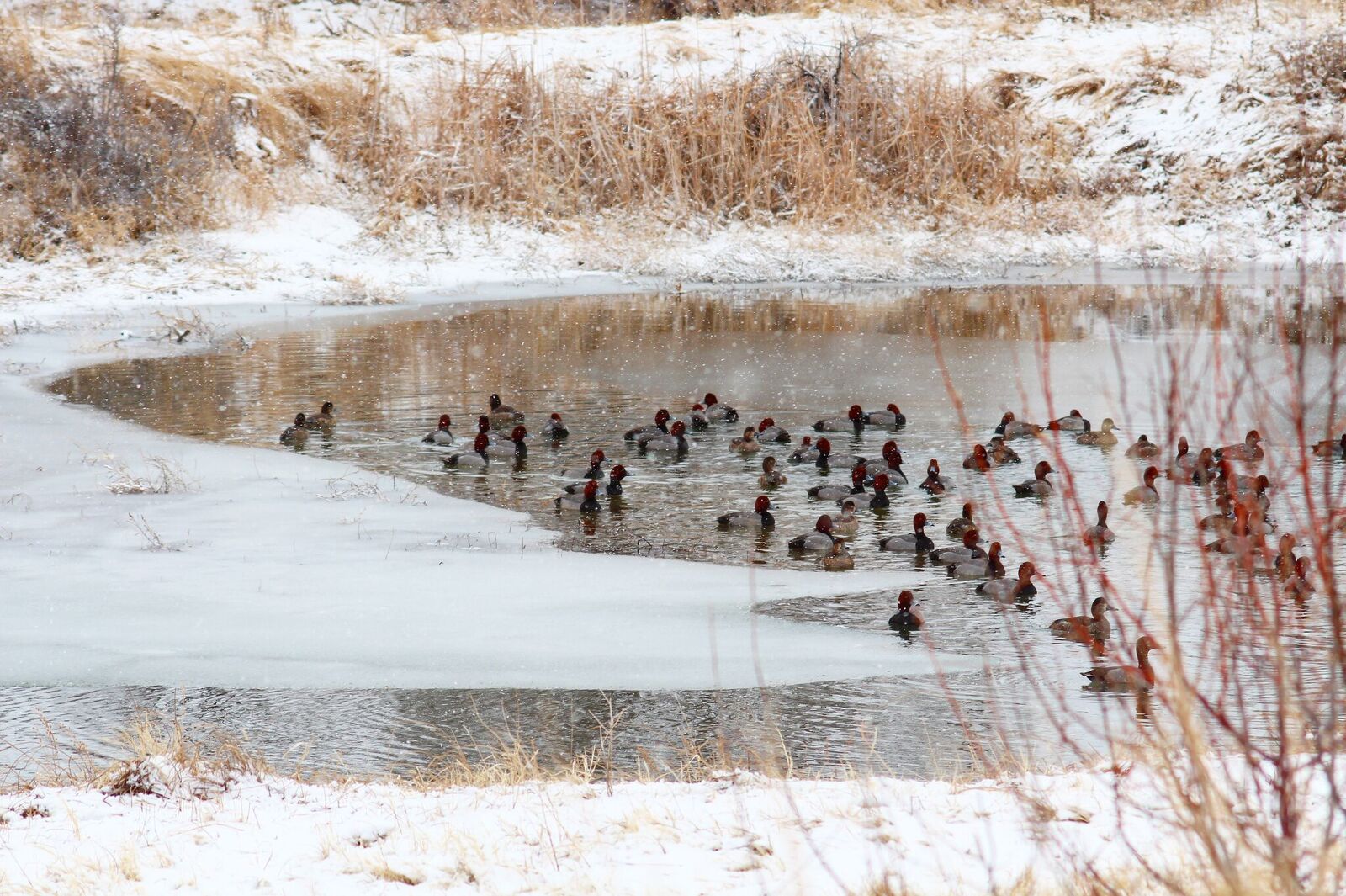 NEBRASKA DUCK HUNTING dFw Ramsey Russell's