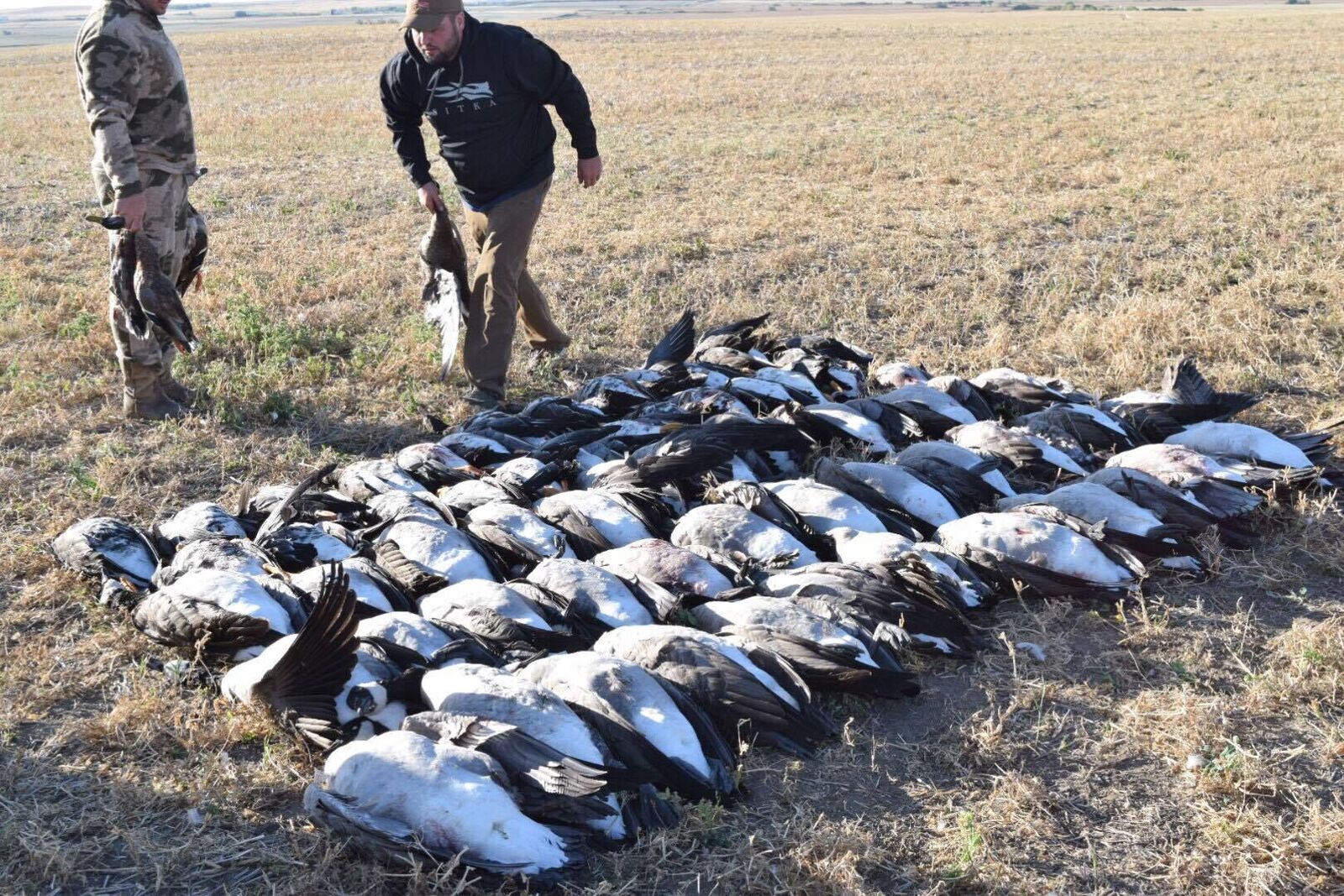 albertacanadagoosehunt 3 Ramsey Russell's