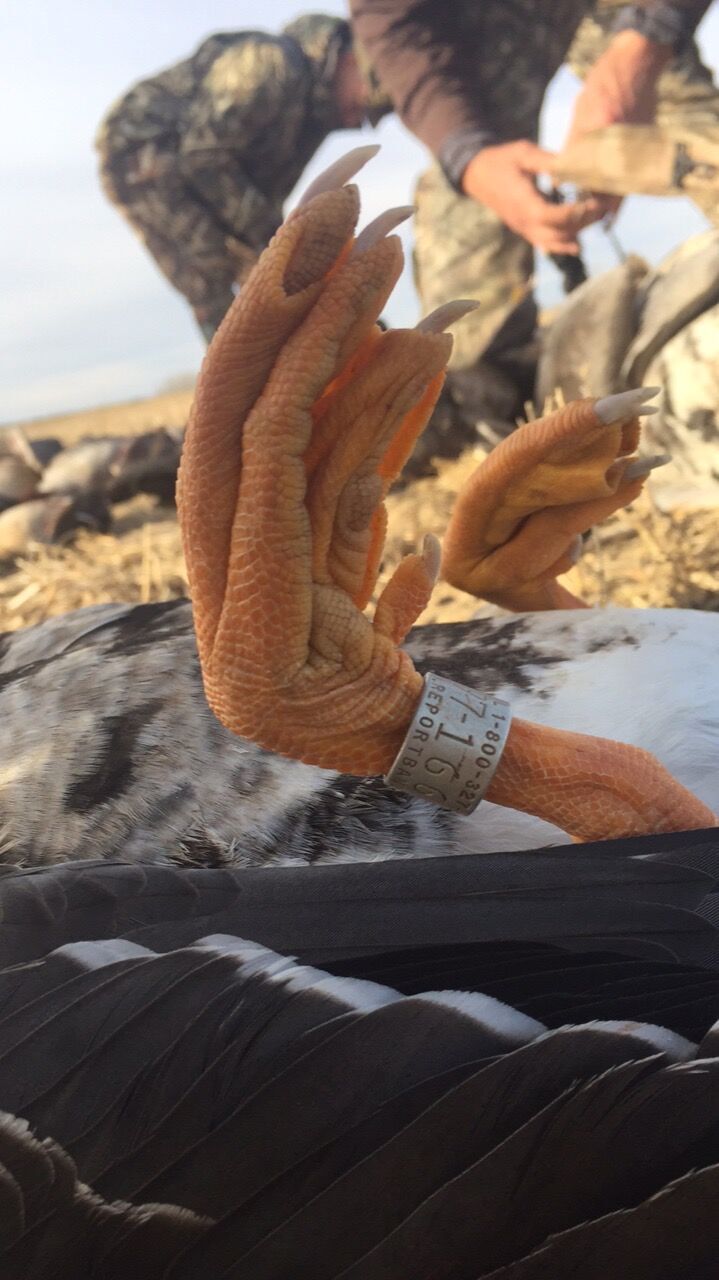 albertacanadagoosehunting 4 Ramsey Russell's