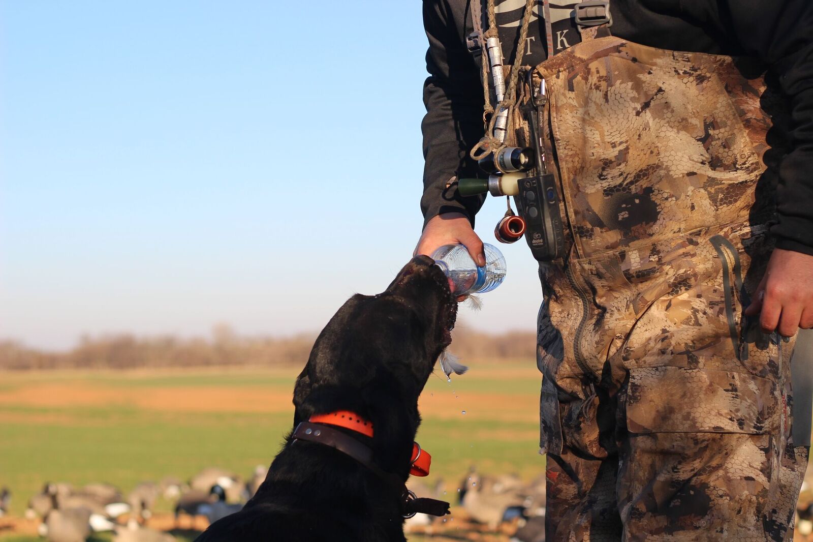 albertacanadagoosehunting guides Ramsey Russell's