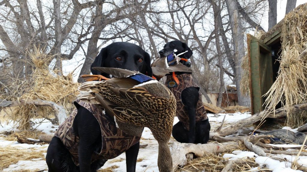 Wyomin Waterfowl Hunting WyoBraska Waterfowl Wyomin Waterfowl Hunting WyoBraska Waterfowl