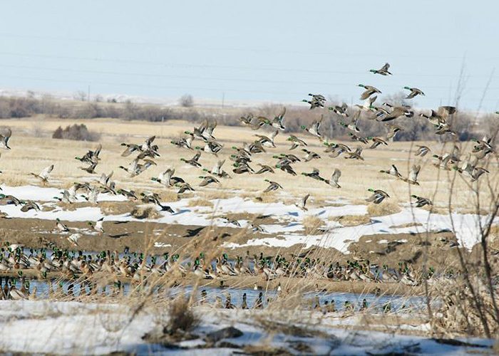 Wyoming Duck Hunting