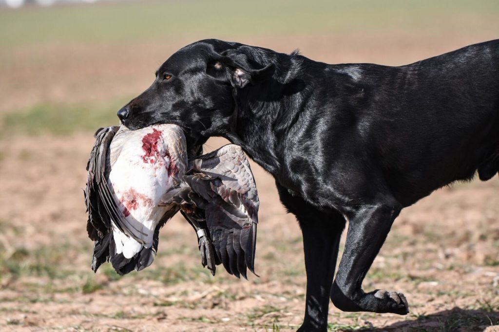 OKLAHOMA GOOSE HUNTING