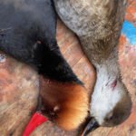 BEST AZERBAIJAN DUCK HUNTING ADVENTURES