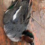 AZERBAIJAN DUCK HUNTING ADVENTURES