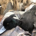 TOP AZERBAIJAN DUCK HUNTING GUIDES