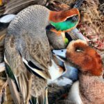 AZERBAIJAN DUCK HUNTING GUIDES