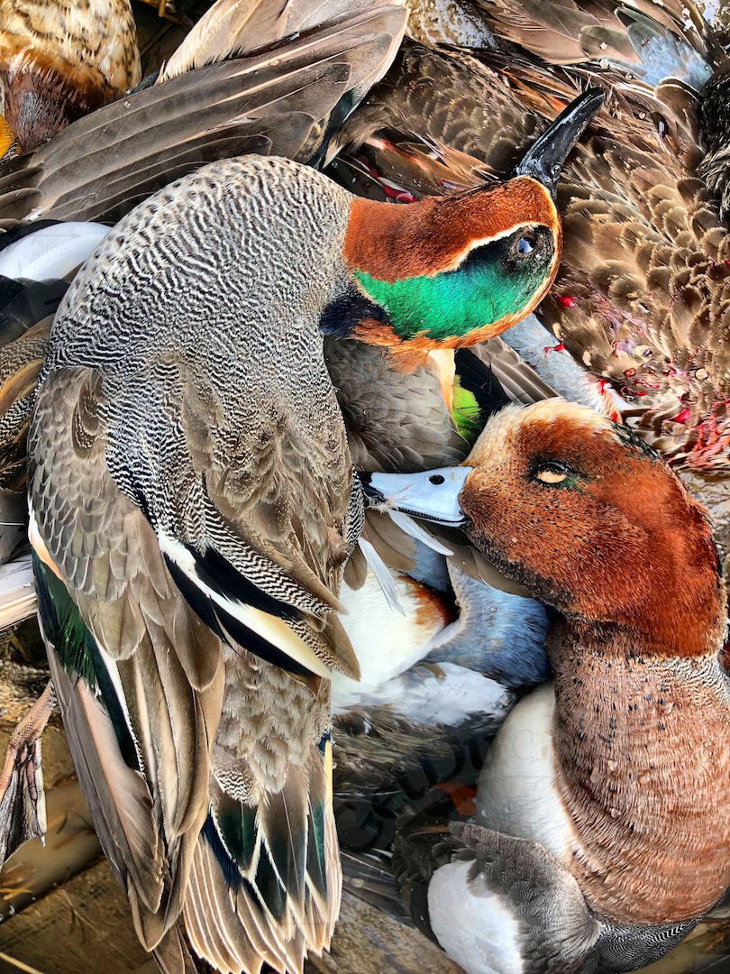 AZERBAIJAN DUCK HUNTING GUIDES