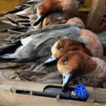 AZERBAIJAN DUCK HUNTING TRIPS