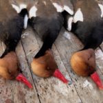 AZERBAIJAN red crested pochard