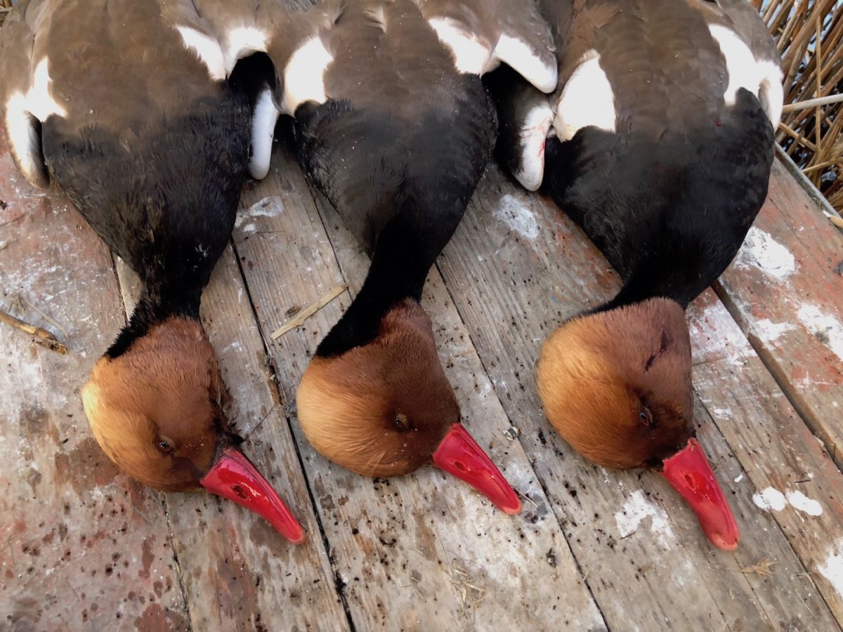 AZERBAIJAN red crested pochard