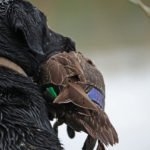 AUSTRALIA DUCK HUNTING DOGS