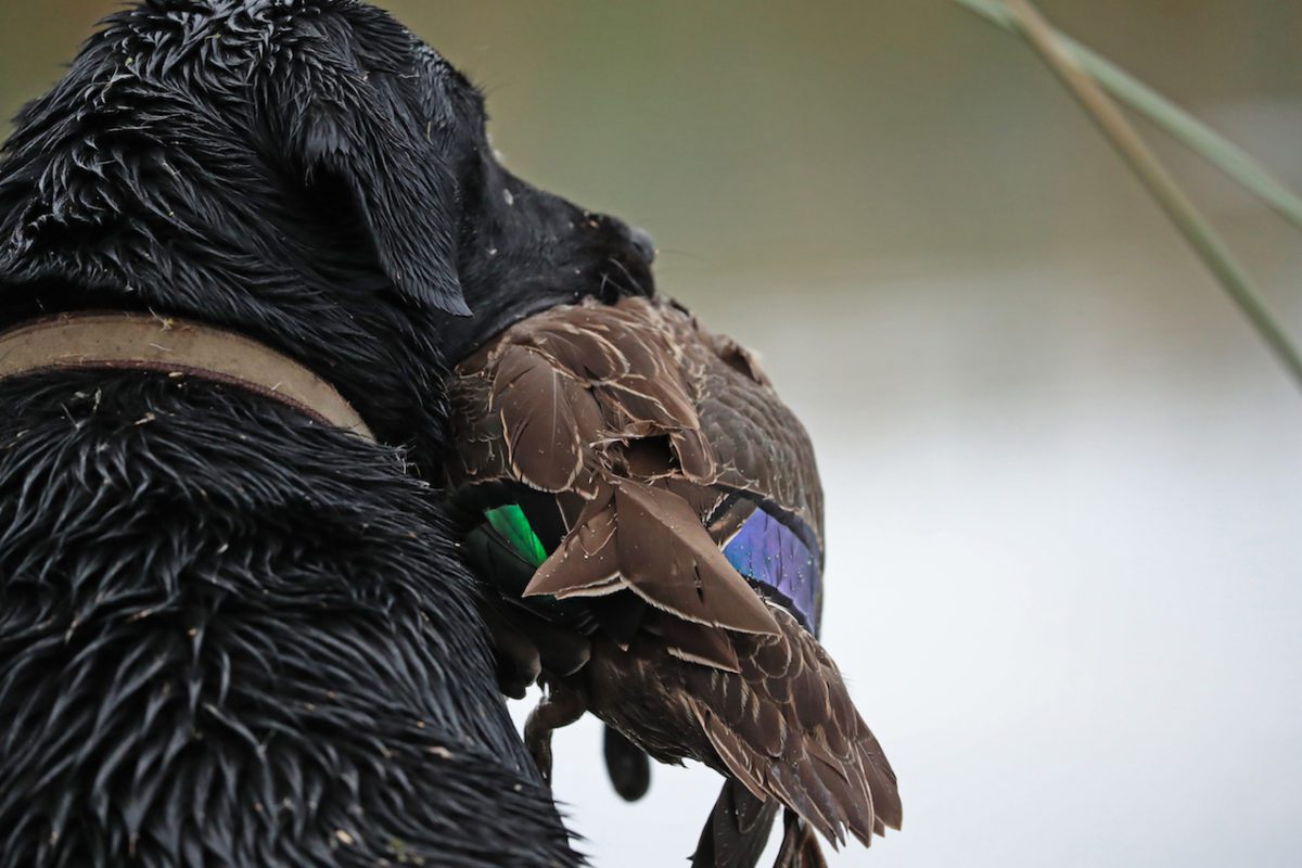 AUSTRALIA DUCK HUNTING DOGS