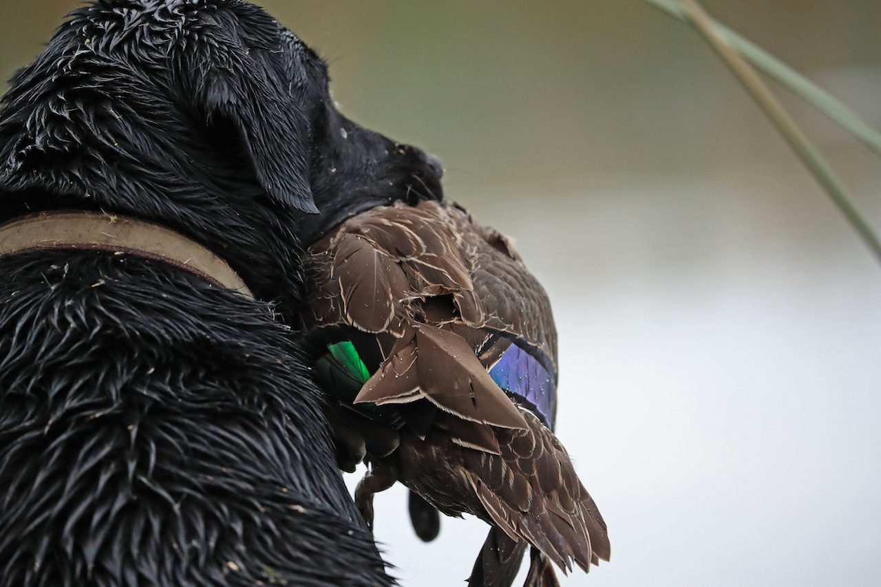 Duck Hunting Australia Ramsey Russell's