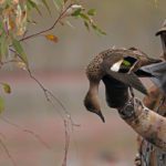 AUSTRALIA DUCK HUNTING TIPS