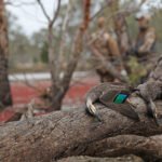 AUSTRALIA DUCK HUNTING HOW TO