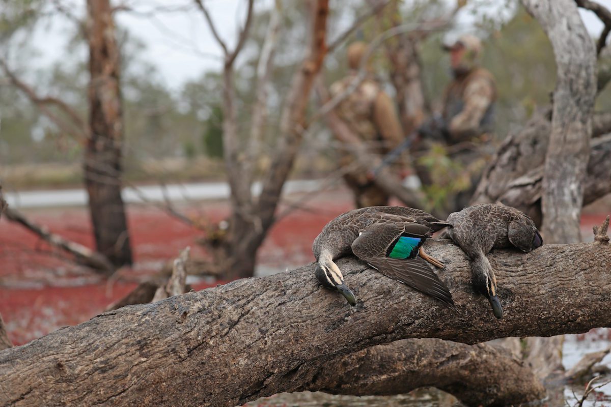 AUSTRALIA DUCK HUNTING HOW TO