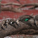 WHERE TO GO AUSTRALIA DUCK HUNTING