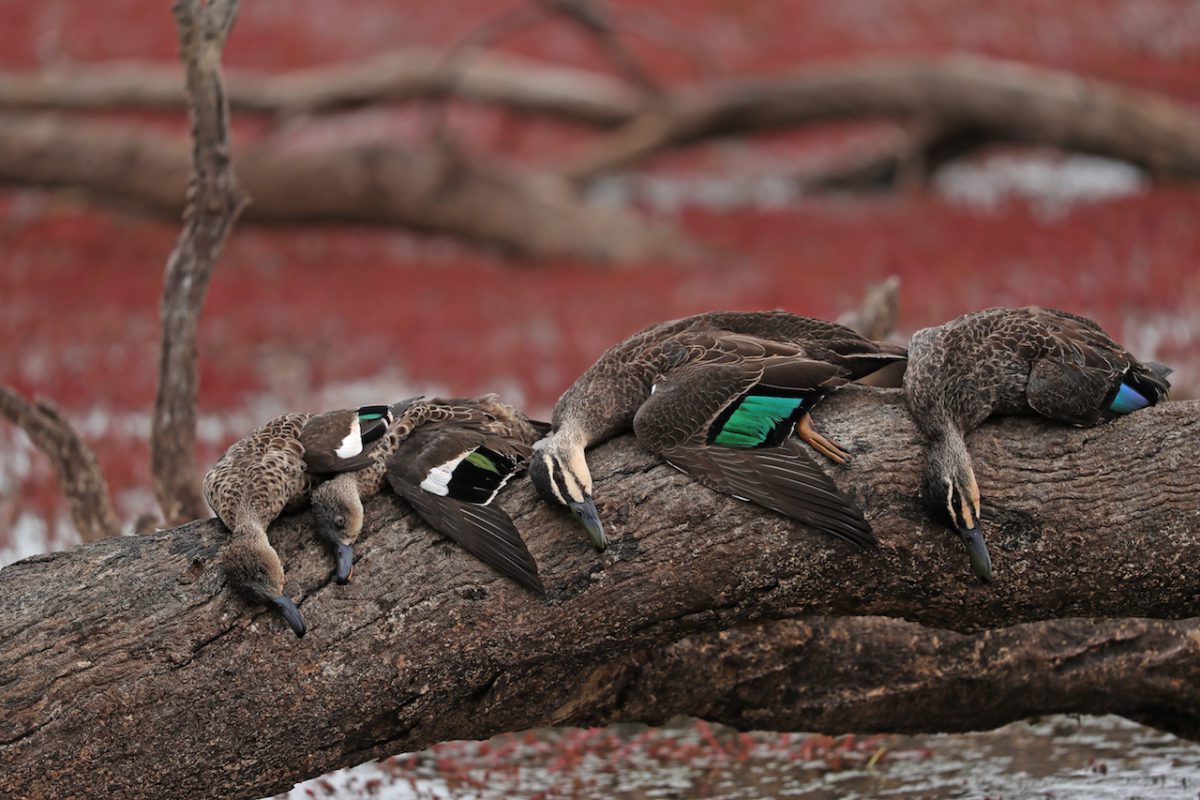 WHERE TO GO AUSTRALIA DUCK HUNTING