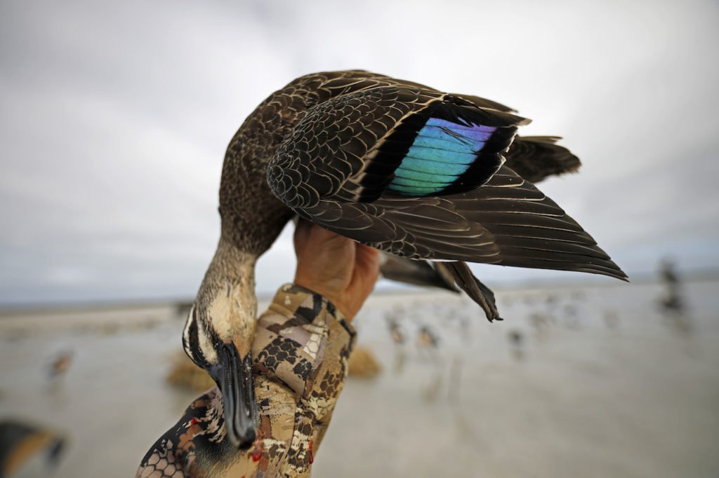 AUSTRALIA DUCK HUNTING SPECIES