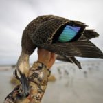 AUSTRALIA DUCK HUNTING SPECIES