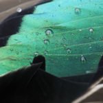AUSTRALIA DUCK HUNTING IMAGES