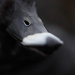 TOP AUSTRALIA DUCK HUNTING